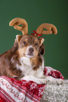 lying Australian Shepherd