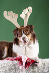 lying Australian Shepherd