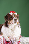 lying Australian Shepherd