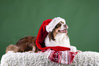 lying Australian Shepherd