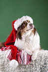 lying Australian Shepherd