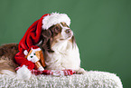 lying Australian Shepherd