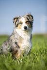 sitting Australian Shepherd
