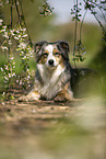 lying Australian Shepherd