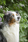 Australian Shepherd Portrait