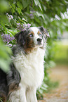 Australian Shepherd