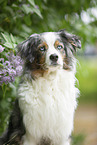 Australian Shepherd Portrait