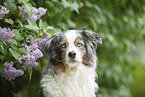 Australian Shepherd Portrait