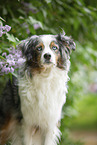 Australian Shepherd Portrait