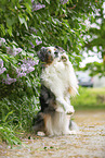 sitting Australian Shepherd