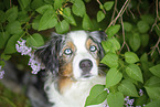 Australian Shepherd Portrait