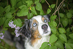 Australian Shepherd Portrait