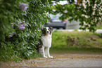 sitting Australian Shepherd