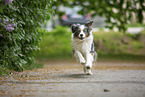 running Australian Shepherd