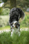 Australian Shepherd
