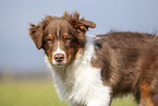 Australian Shepherd Portrait