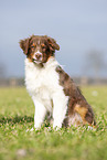 sitting Australian Shepherd