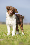standing Australian Shepherd