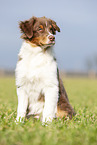 sitting Australian Shepherd