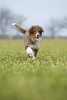 running Australian Shepherd