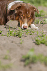 Australian Shepherd