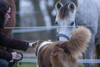Australian Shepherd with horses