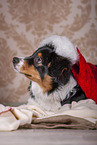 lying Australian Shepherd
