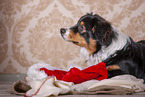 lying Australian Shepherd