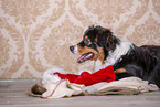 lying Australian Shepherd