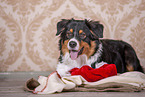 lying Australian Shepherd