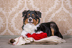 lying Australian Shepherd