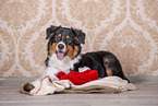 lying Australian Shepherd