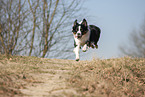 running Australian Shepherd