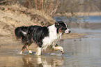 running Australian Shepherd