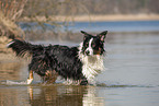 running Australian Shepherd