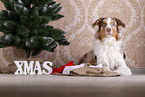 lying Australian Shepherd