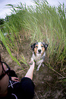 sitting Australian Shepherd