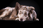 lying Australian Shepherd