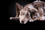 lying Australian Shepherd