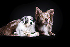 Australian Shepherd with puppy