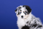 Australian Shepherd Portrait