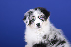 Australian Shepherd Portrait