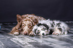 Australian Shepherd with puppy
