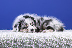 lying Australian Shepherd