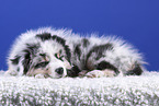 lying Australian Shepherd