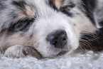 lying Australian Shepherd