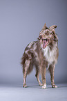 standing Australian Shepherd