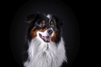 Australian Shepherd Portrait