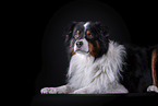 lying Australian Shepherd