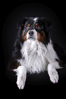 lying Australian Shepherd